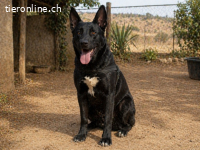 Luke, ein prima Kumpel