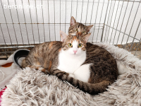 Lumi sucht ein Zuhause (8 Monate)