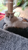 Luna - ruhige, verschmuste Herzenskatze