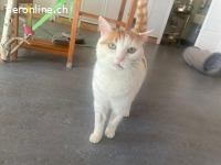 Luna - ruhige, verschmuste Herzenskatze