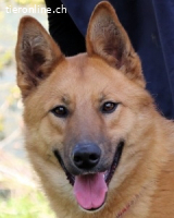 Lupetto - Da bist du ja !