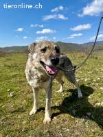 LUPO- Senior mit grossem Herz