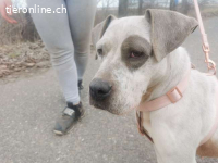 LUZ, loyale Mixhündin, ca. 6J.* PS in 8854 Galgene*