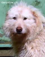 Lynnette - Power-Hündin sucht sportliches Zuhause