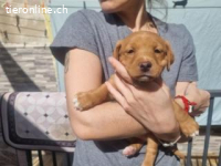 Lyon - typischer Vertreter seiner Altersklasse