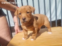 Lyon - typischer Vertreter seiner Altersklasse