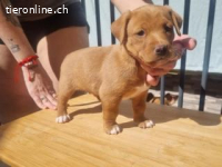 Lyon - typischer Vertreter seiner Altersklasse