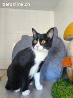 Lyra - Traumkatze zum Verlieben