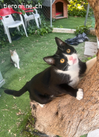 Lyra - Traumkatze zum Verlieben