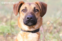 Maddox (ca. 2 Jahre) Sensibler Hund sucht ländliches Zuhause