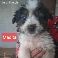 Madita - heimatloses Welpenmädchen