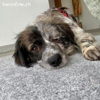 Maggie – die kleine Kämpferin, die auf ihr Glück wartet