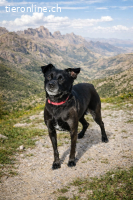 Maggie - Verschmuste Herzenshündin sucht ihr Glück