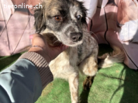 Maggie - vor einer Woche bin ich in Deutschland angekommen