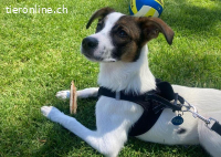 Mailo - sensibler Seelenhund sucht dich