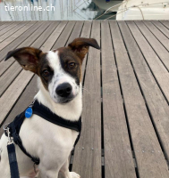 Mailo - sensibler Seelenhund sucht dich