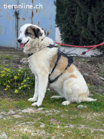 Maja, w./kastr., geb. 08/2023, Größe: 70 cm