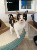 Mako, w./kastr., geb. 12/09/2017, dreifarbige Katze