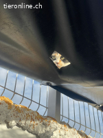 Mako, w./kastr., geb. 12/09/2017, dreifarbige Katze