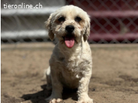 Makrina, bezaubernde Hündin