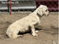Makrina, bezaubernde Hündin