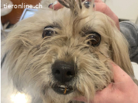 Makrina, bezaubernde Hündin