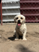 Makrina, bezaubernde Hündin