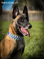 Malinois Hündin sucht erfahrenes Zuhause
