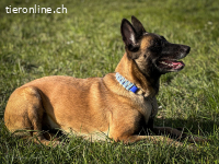 Malinois Hündin sucht erfahrenes Zuhause