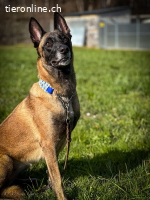 Malinois Hündin sucht erfahrenes Zuhause