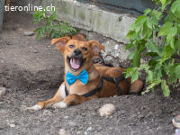 Mango - der Süße sucht ein Zuhause