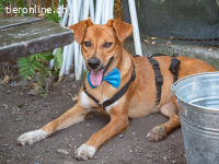 Mango - der Süße sucht ein Zuhause