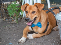 Mango - der Süße sucht ein Zuhause