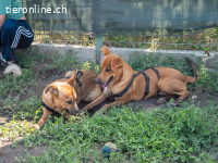 Mango - der Süße sucht ein Zuhause