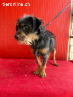 Manni, Rauhaardackel-Mix, Rüde, geb. am 15.11.2024, 38 cm