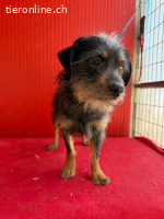 Manni, Rauhaardackel-Mix, Rüde, geb. am 15.11.2024, 38 cm