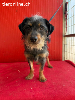 Manni, Rauhaardackel-Mix, Rüde, geb. am 15.11.2024, 38 cm