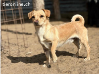 Manzur, entzückender Hundebub