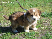 MARC, verschmuster Mischlingsbub, ca. 2 Monate