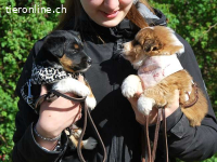 MARC, verschmuster Mischlingsbub, ca. 2 Monate