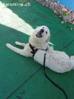 Maresciallo-ein Kuschelbär auf 4 Pfoten sucht Famlie