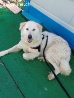 Maresciallo-ein Kuschelbär auf 4 Pfoten sucht Famlie