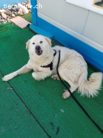 Maresciallo-ein Kuschelbär auf 4 Pfoten sucht Famlie