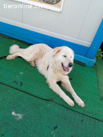 Maresciallo-ein Kuschelbär auf 4 Pfoten sucht Famlie