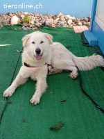 Maresciallo-ein Kuschelbär auf 4 Pfoten sucht Famlie