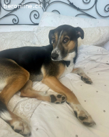 Margot die Katzenfreundin