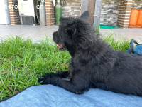 Mario, geb. ca. 02/2014 Größe: ca. 37 cm