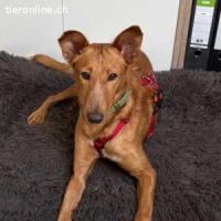 Mario – ein geretteter Podenco sucht endlich Liebe