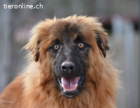 Marley - eigenes Körbchen für die liebe, geläuterte Seele