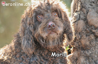 MARLO